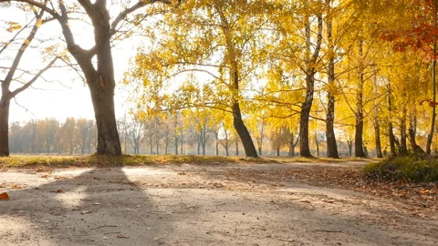 Picturesque park in the fall. The bright rays of the sun. Slow motion Stock Footage 120327968