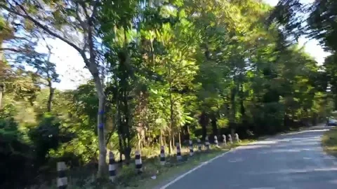 A picturesque path meandering through a dense forest Stock Footage 278083487