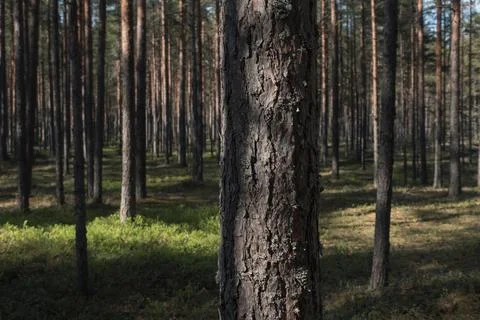 Picturesque pine forest. Selective Focus 스톡 사진