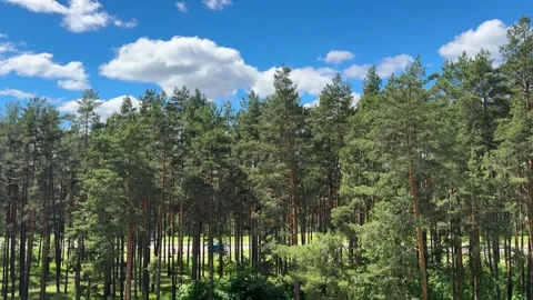 Picturesque pine forest under blue sky with white clouds Video stock 336796603