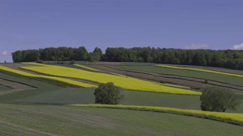 Picturesque rapeseed fields, 8K Stock Footage 167119729