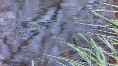 Picturesque reflection of trees in the water. Stock Footage 107906114