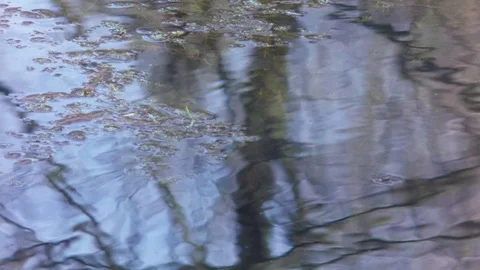 Picturesque reflection of trees in the water. Stock Footage 107906663