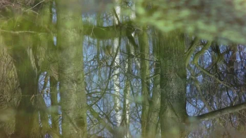 Picturesque reflection of trees in the water. Stock Footage 107907941