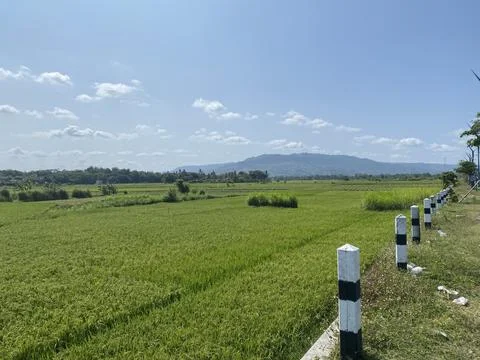 Picturesque rice fields Stock Photos