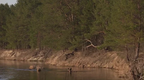 The picturesque river at coniferous forest Stock Footage 62287161