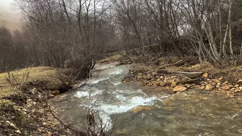 Picturesque river in the forest. Stock Footage 154665392
