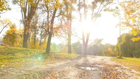 Picturesque road in the forest with a puddle on the ground. Beautiful trees with Video stock 120422059