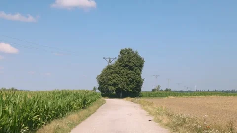 Picturesque sandy path leading among green corn crops in summer Stock Footage 343544203