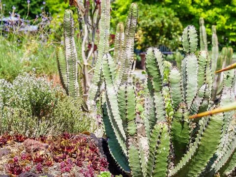 Picturesque scene featuring an array of cacti growing at a park Fotos de archivo
