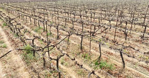 A picturesque scene of a vineyard featuring rows of dormant grapevines supp.. Stock Footage 305381352