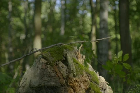 A picturesque summer forest in an Open Gate shot. Stock Footage 342945298