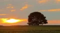 Picturesque sunset above the green wheat field with one tree HD Footage