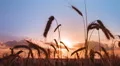 Picturesque sunset above the green wheat field HD Footage