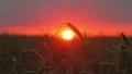 The picturesque sunset above the green wheat field HD Footage