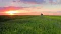 The picturesque sunset above the green wheat field with one tree HD Footage
