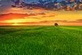 The picturesque sunset above the green wheat field Photo