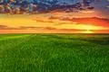 The picturesque sunset above the green wheat field Photo