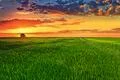 The picturesque sunset above the green wheat field Photo