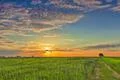 The picturesque sunset above the green wheat field Photo