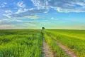 The picturesque sunset above the green wheat field Photo