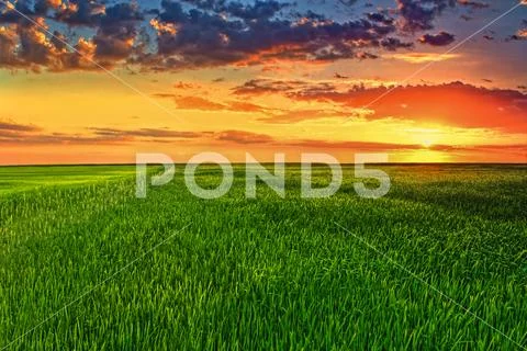The picturesque sunset above the green wheat field Stock Photos