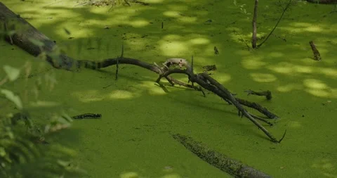 Picturesque Time Lapse of Trees and Pond Video stock 314503306