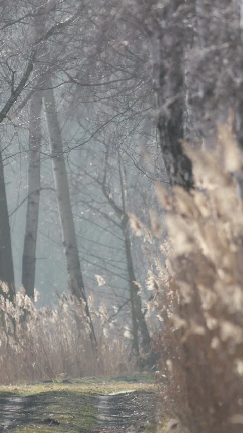 A picturesque trail between lakes captured with a telephoto lens in late wi.. Video stock 304415049