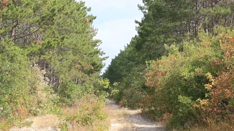 Picturesque view in the forest Stock Footage 41760635