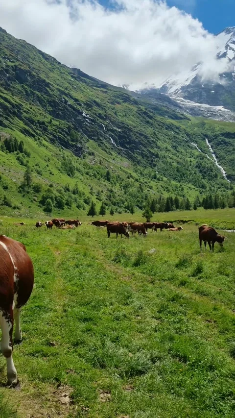 Picturesque view on grazing cows on an alpine meadow glacier while hiking Tour d Video stock 284658650