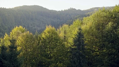 Picturesque view of green trees in forest on sunny day Stock-Footage 82108614