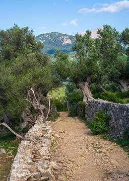 Picturesque view of olive trees. Path made of stones among an olive garden. Stock Photos