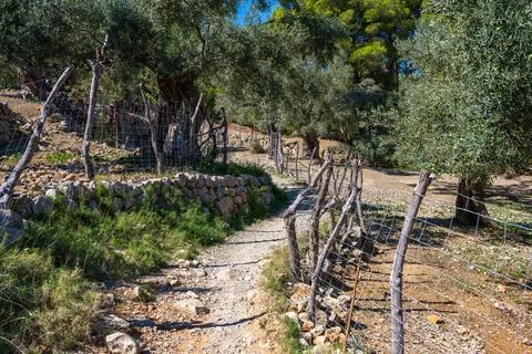 Picturesque view of olive trees. Path made of stones among an olive garden Stock Photos