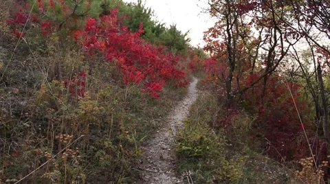 Picturesque view of path in the mountain forest Stock Footage 42653517