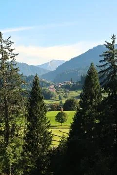 Picturesque view onto a single tree next to a freshly mowed meadow, a small.. Stock Photos