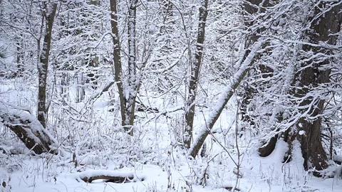 Picturesque view of snow-covered trees in the forest, Stock Footage 327865967