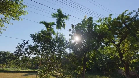 A picturesque view of a sunlit tree canopy Stock Footage 323100328