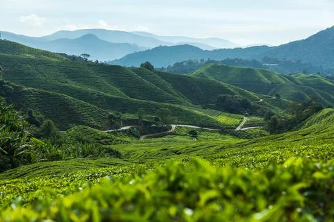 Picturesque view at tea fields Stock Photos