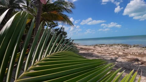Picturesque view through palm leaf swaying in wind to Gulf of Mexico, Yucatan Video stock 242769887