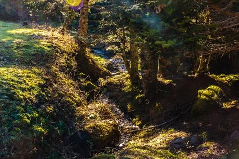 A picturesque view of a wild mountain river under the warm sunlight in a pine Stock Photos