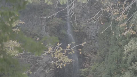Picturesque Waterfall Framed by Tree Branches in Forest Log Stock Footage 340540901