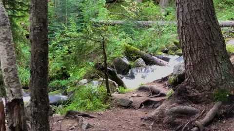 Picturesque waterfall from a mountain river in the forest. Stock Footage 160861811