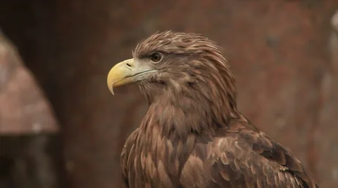 Picturesque white-tailed sea eagle or erne, Haliaeetus albicilla, looking around Stock Footage 46852876