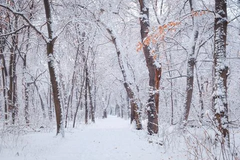 A picturesque winter landscape: an empty path stretching into the distance .. Foto stock