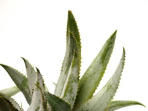 Picure of Pineapple (Ananas comosus), a fruit that usually grow at tropical a Stock Photos