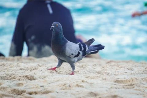 Pideon walking in the sand Stock Photos