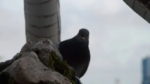 Pidgeon in Barcelona Stockbeeldmateriaal 94459302