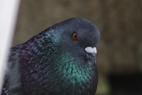 Pidgeon  with bokeh effect Foto stock