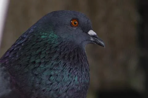 Pidgeon with bokeh Foto stock