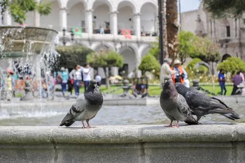 Pidgeon Chat Stock Photos